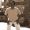 Avatar de Grant_Xq